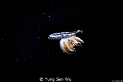 Fly to the galaxy
Location :Palau
Canon EOS1D X Mark II... by Yung Sen Wu 